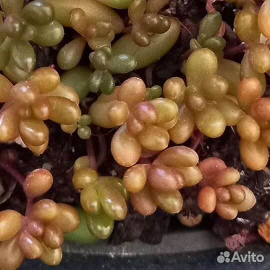 Суккуленты. Очитки