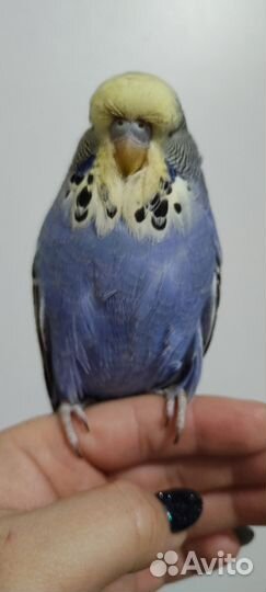 Выставочный Волнистый Попугай Чех