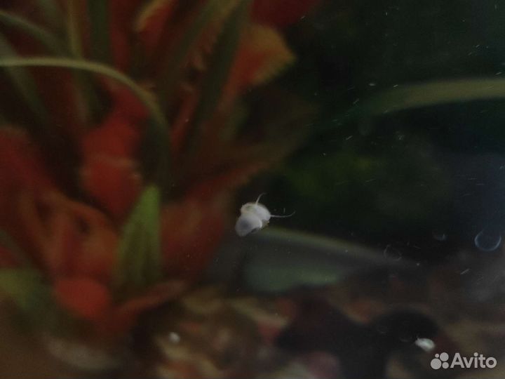 Улитки аквариумные ампулярии