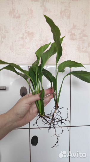 Спатифиллум (женское счастье)