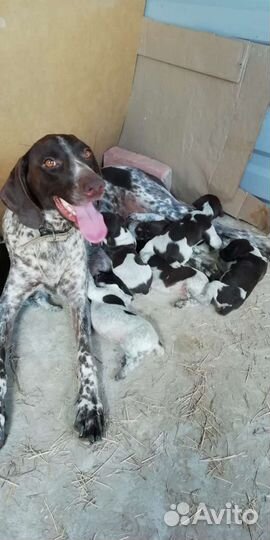 Щенки курцхаара