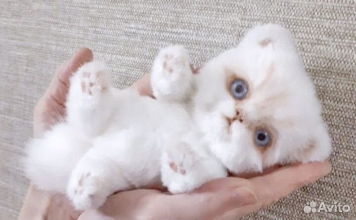 Игрушка котенок. Единственный экземпляр