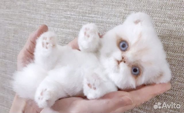 Игрушка котенок. Единственный экземпляр