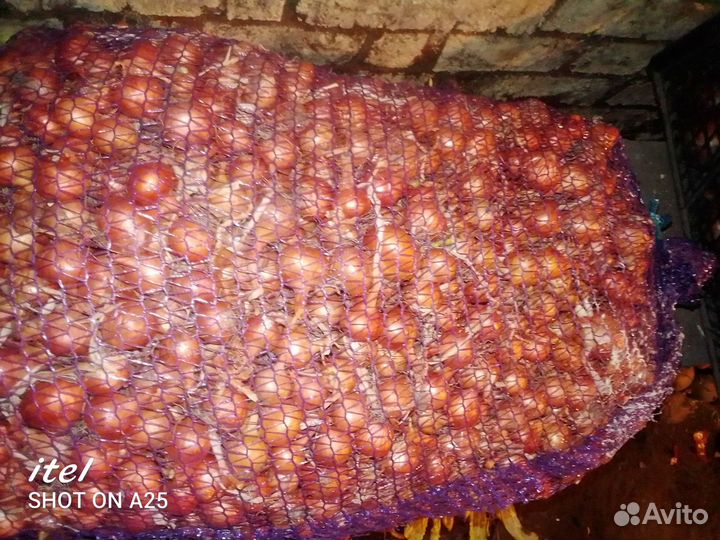 Лук выборка