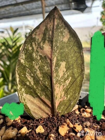 Замиокулькас вар мультиколор