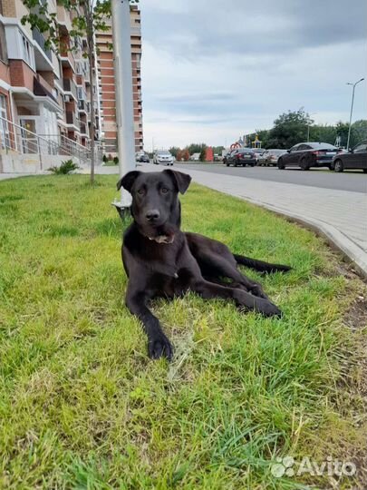Молодой пес в поисках семьи