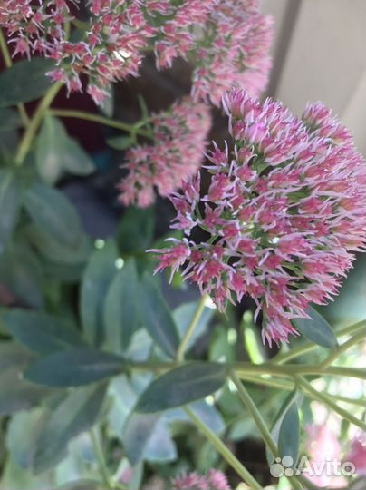 Седум, очиток видный