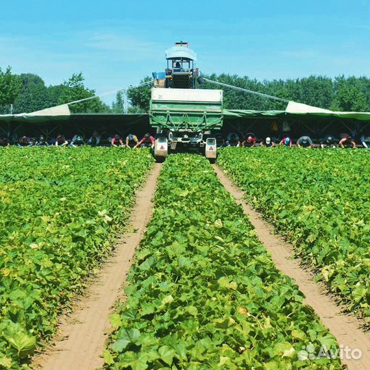 Разнорабочий