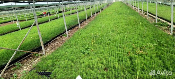 Саженцы сосны зкс опт