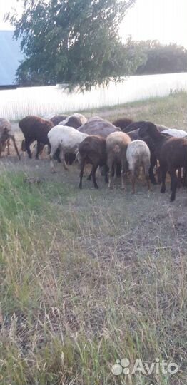 Овцыи бараны