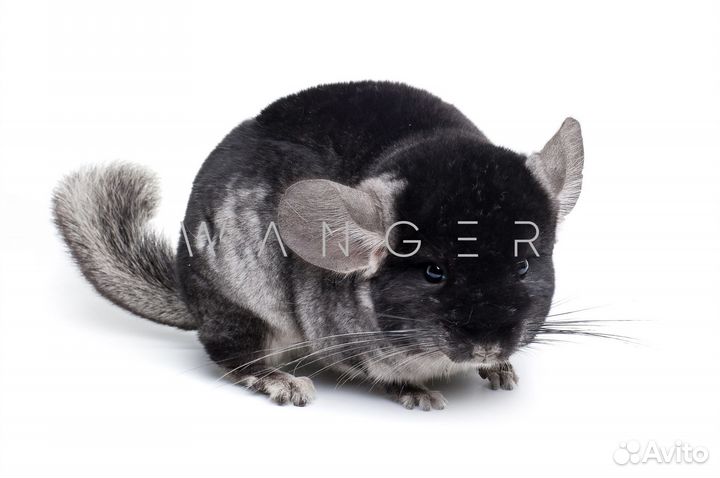 Шиншилла окраса 