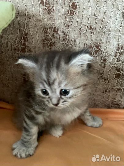 Котята отдам в добрые руки бесплатно