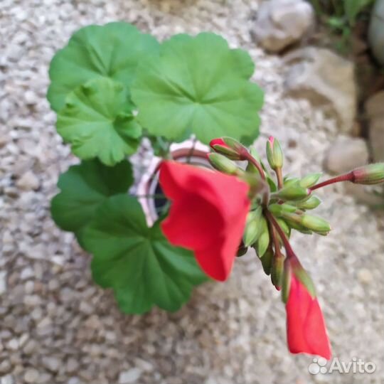 Герань пеларгония, Декабрист, Сансевиерия