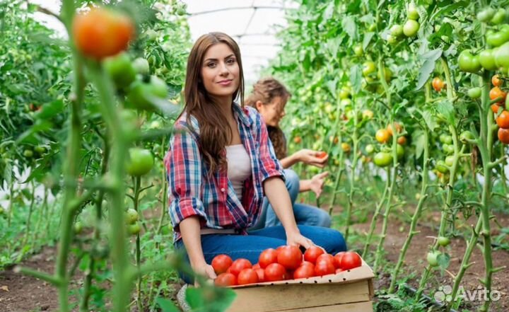 Разнорабочий в теплицы Вахта от 15 смен