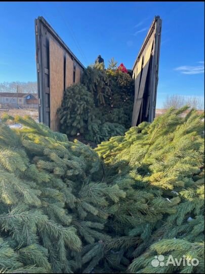 Сосна новогодняя оптом