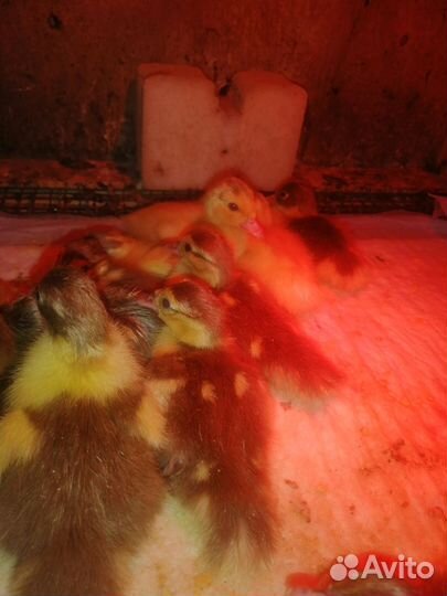 Индоутята суточные