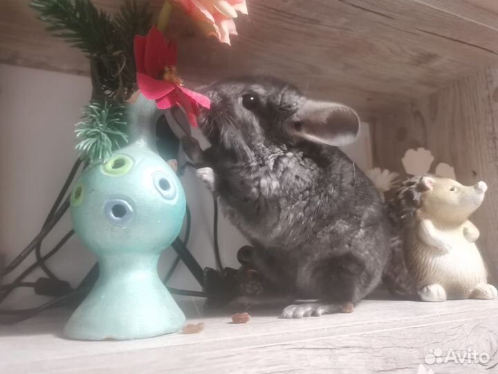 Мальчик шиншилла гетероэбони