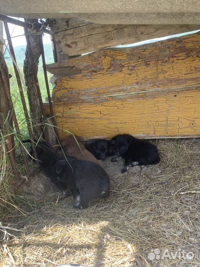 Австралийский келпи помеси