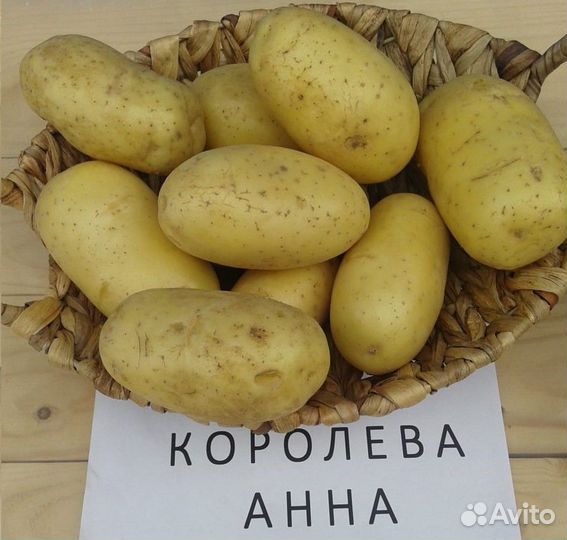 Семенной картофель королева анна