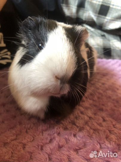 Передержка грызунов