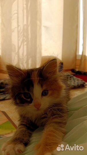 Кошка в добрые руки