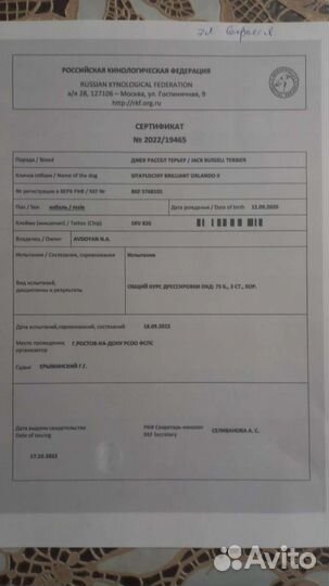 Вязка джек Рассел терьер RKF