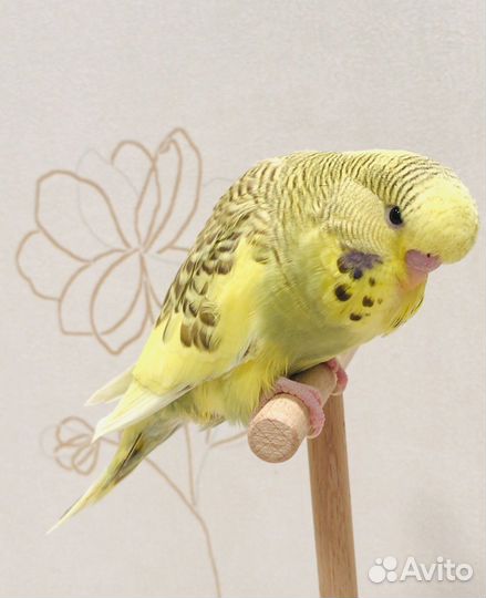 Выставочные волнистые попугаи