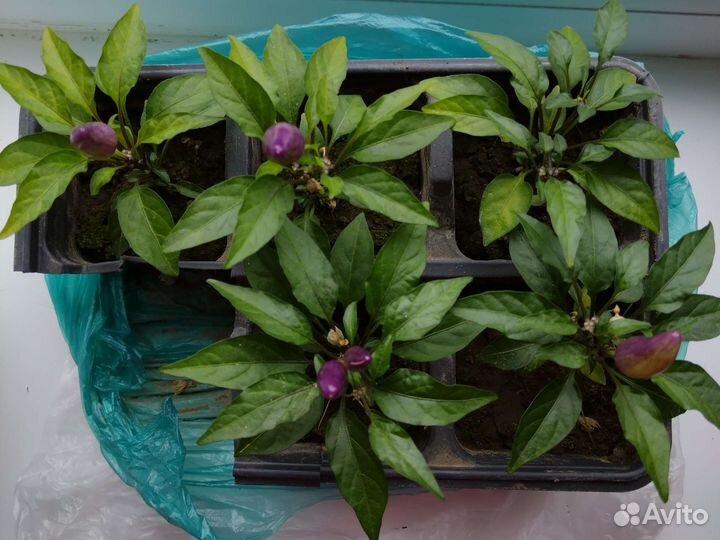 Перец острый, домашний 