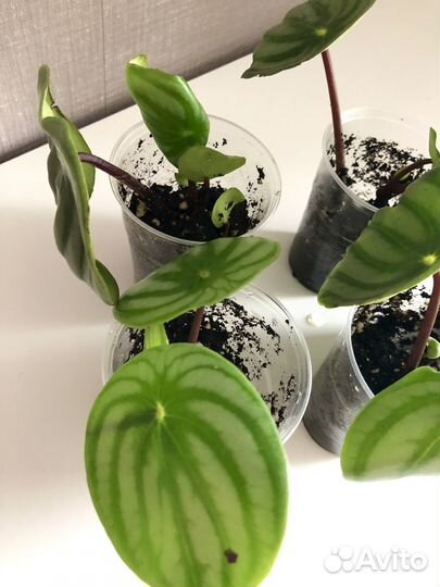 Пеперомия Арбузная