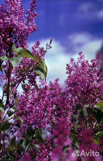 Проявка пленки 120 и 135 / Сканирование / Печать