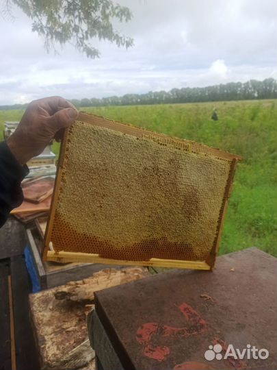 Мед в сотах 2023год