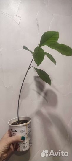 Авокадо комнатное растение