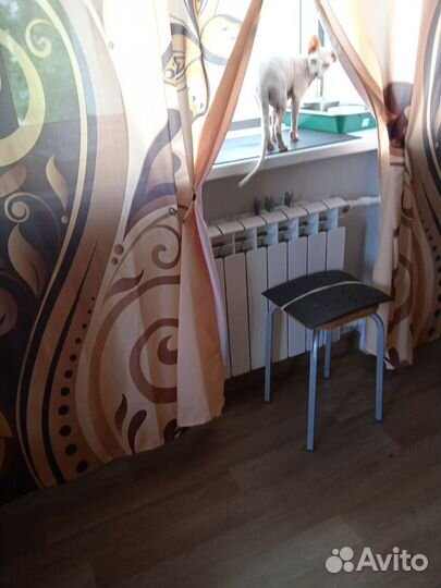 Канадский сфинкс