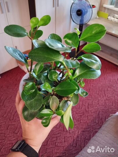 Пеперомия туполистная