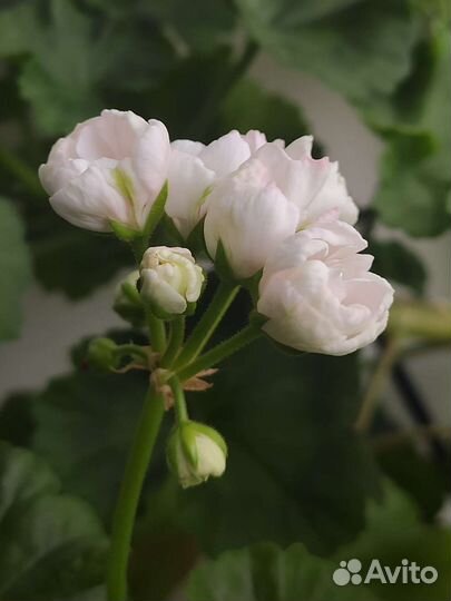 Пеларгония герань сортовая