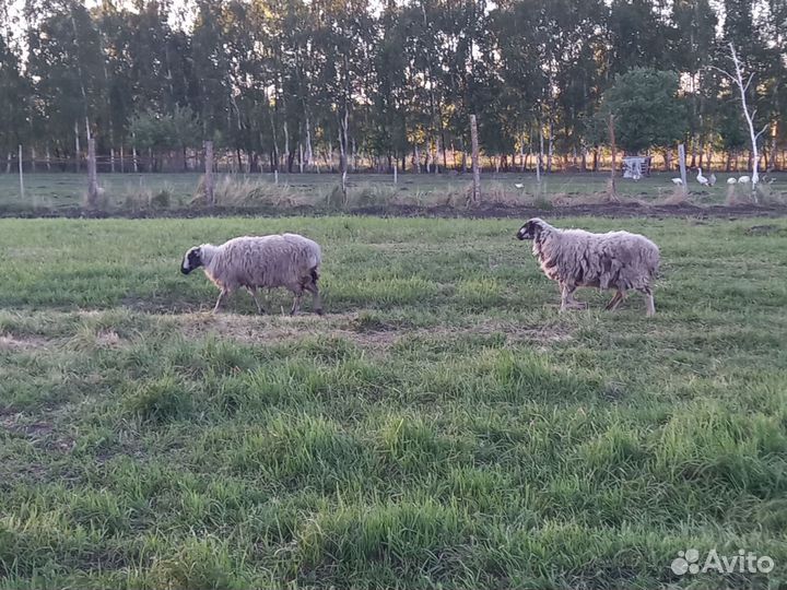 Овцы,бараны,ягнята