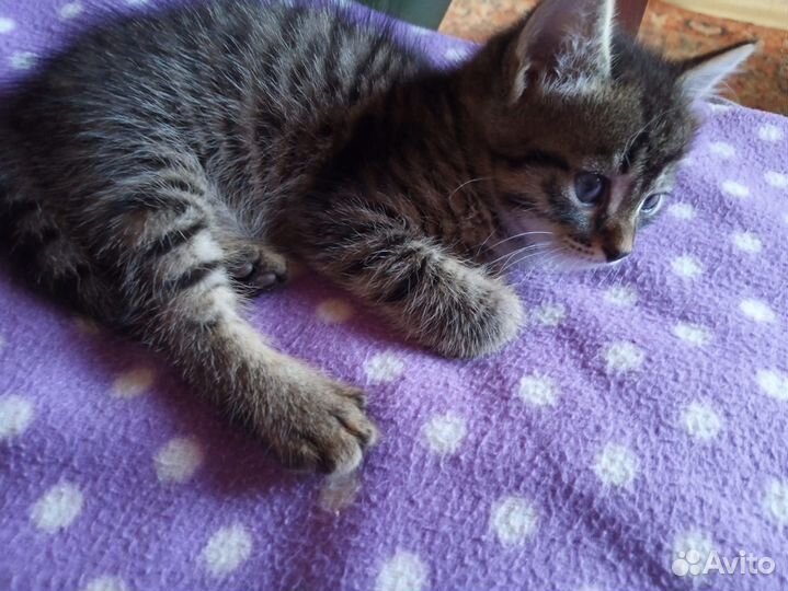 Котята в добрые руки (мальчик и девочка)