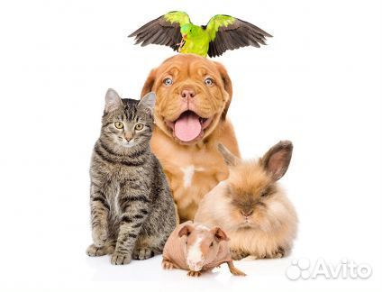 Передержка Любых Животных