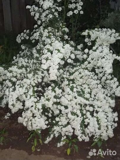 Волжанка,Жасмин,Спирея,Форзиция,Снежноягодник,Юкка