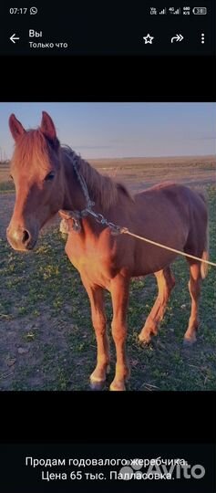 Жеребчик годовалый