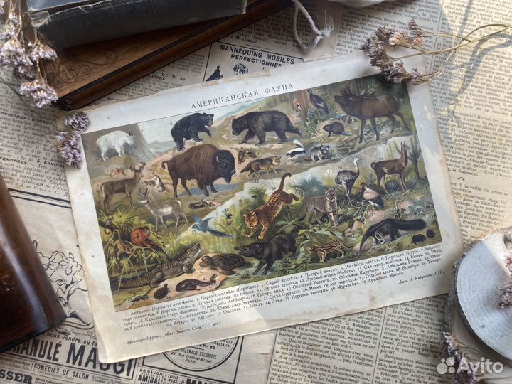 Литография гравюра 1907 года фауна животные