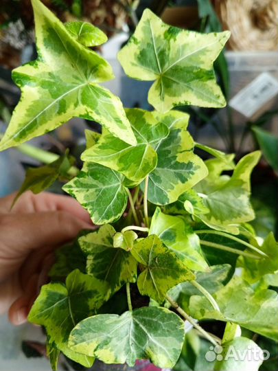 Комнатные растения