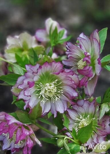 Многолетние цветы для сада