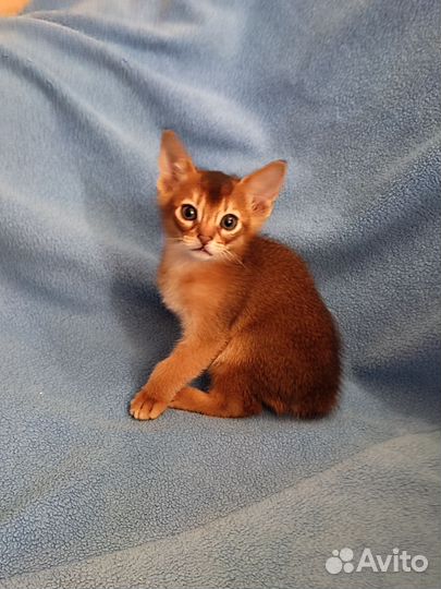 Абиссинские котята