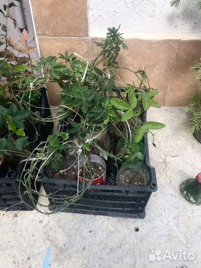 Саженцы гибискуса и других растений