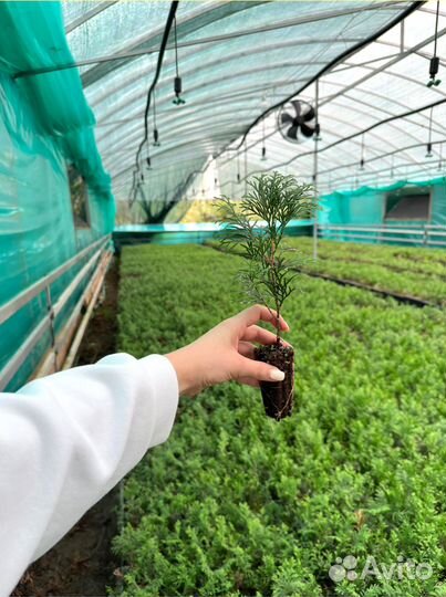Саженцы туи Смарагд оптом