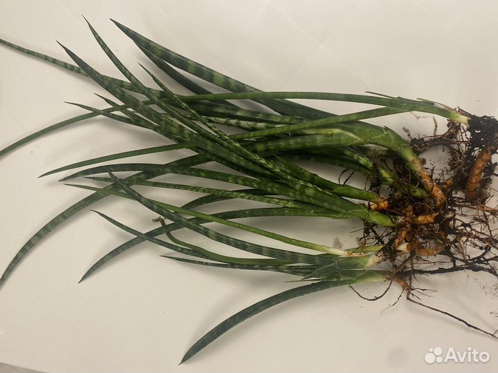 Сансевиерия цилиндрическая(цилиндрика )