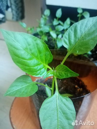 Рассада перца сладкого болгарского