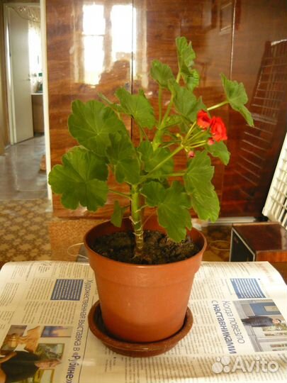 Пеларгония Pink Rambler