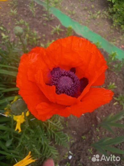 Многолетний мак